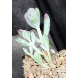 Pachyphytum machucae 4-inch pots