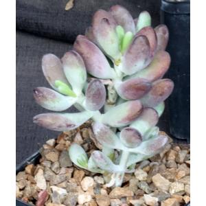 Pachyphytum machucae 5-inch pots