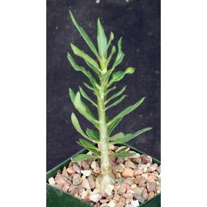 Pachypodium bispinosum 4-inch pots