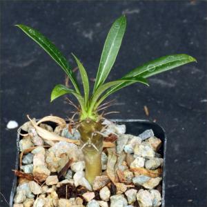 Pachypodium lamerei 2-inch pots