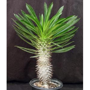 Pachypodium lamerei one-gallon pots