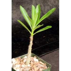 Pachypodium rutenbergianum 4-inch pots