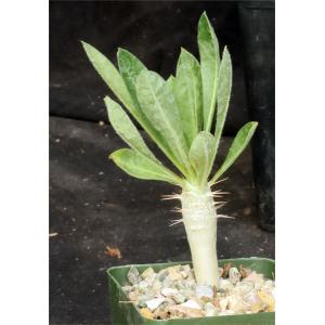 Pachypodium saundersii 4-inch pots