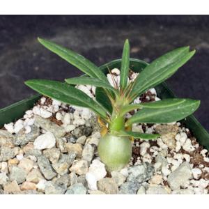 Pachypodium succulentum (griquense) 4-inch pots