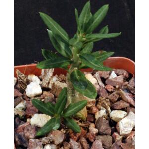 Pachypodium bispinosum 4-inch pots