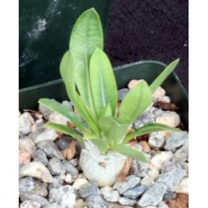Pachypodium brevicaule 4-inch pots