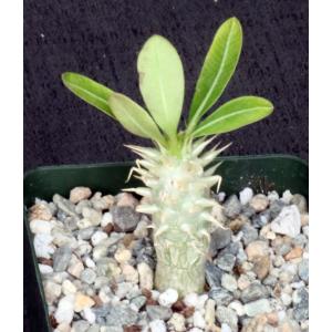 Pachypodium eburneum 4-inch pots