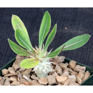 Pachypodium eburneum 4-inch pots