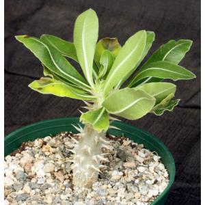 Pachypodium eburneum 6-inch pots