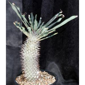 Pachypodium geayi 2-gallon pots