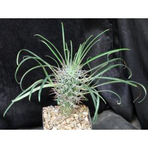 Pachypodium geayi 5-inch pots
