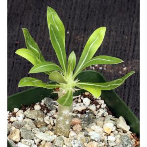 Pachypodium horombense 4-inch pots