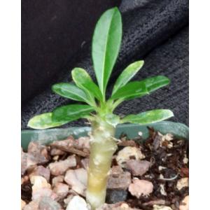 Pachypodium lamerei (Ihosy) 4-inch pots