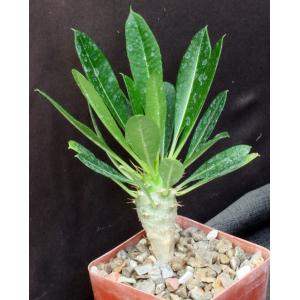 Pachypodium lamerei (Ihosy) 4-inch pots