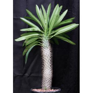 Pachypodium lamerei var. ramosum 3-gallon pots
