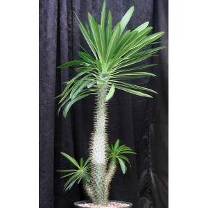 Pachypodium lamerei var. ramosum 5-gallon pots