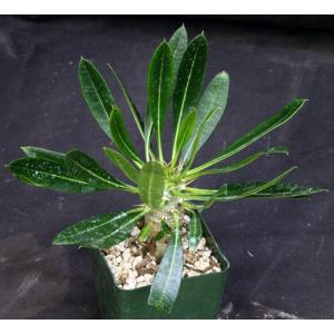Pachypodium lamerei var. ramosum 4-inch pots