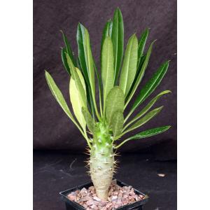 Pachypodium lamerei var. ramosum 5-inch pots