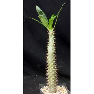 Pachypodium lamerei (PV 2348) one-gallon pots