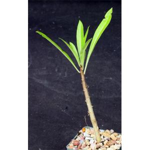 Pachypodium rutenbergianum 3-inch pots