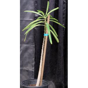 Pachypodium rutenbergianum 3-gallon pots