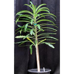 Pachypodium rutenbergianum 5-gallon pots