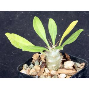 Pachypodium saundersii 2-inch pots