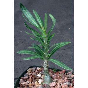 Pachypodium succulentum (griquense) 3-inch pots