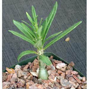 Pachypodium succulentum (griquense) 4-inch pots