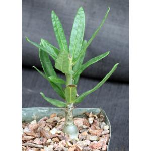 Pachypodium succulentum (griquense) 5-inch pots
