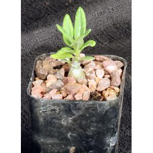 Pachypodium bispinosum 2-inch pots