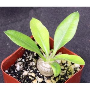 Pachypodium brevicaule 2-inch pots