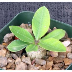 Pachypodium brevicaule 4-inch pots