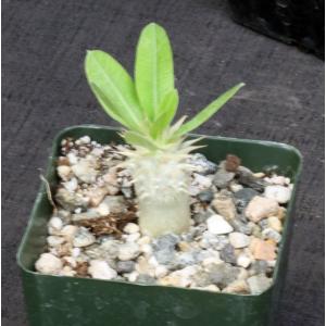 Pachypodium eburneum 4-inch pots