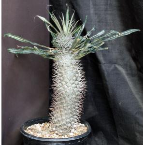 Pachypodium geayi 2-gallon pots