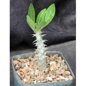 Pachypodium horombense 5-inch pots