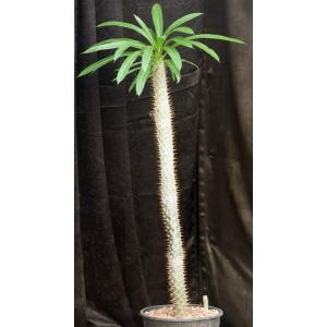 Pachypodium lamerei 3-gallon pots
