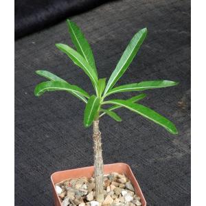 Pachypodium lamerei 3-inch pots
