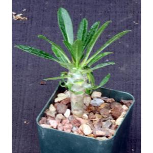 Pachypodium lamerei (Ihosy) 3-inch pots