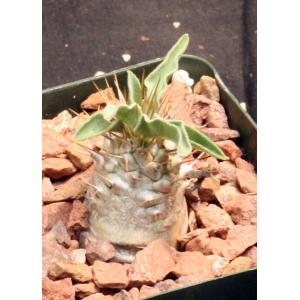 Pachypodium namaquanum 4-inch pots