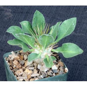 Pachypodium namaquanum 4-inch pots