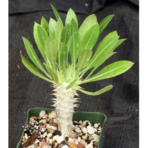 Pachypodium horombense 4-inch pots