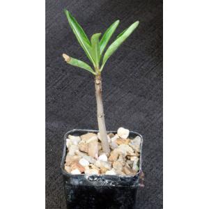 Pachypodium rutenbergianum 2-inch pots