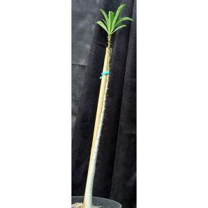 Pachypodium rutenbergianum 3-gallon pots