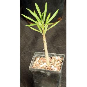 Pachypodium rutenbergianum 5-inch pots