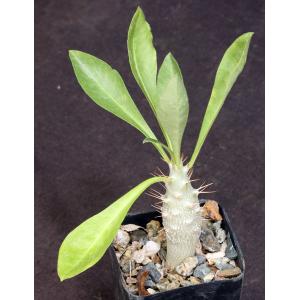 Pachypodium saundersii 2-inch pots