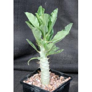Pachypodium saundersii 5-inch pots