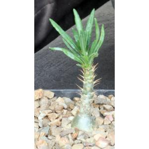 Pachypodium succulentum (griquense) 5-inch pots