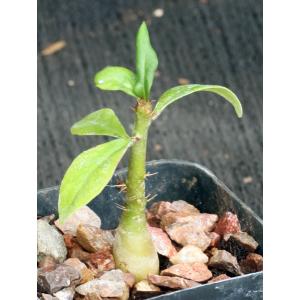Pachypodium succulentum 2-inch pots