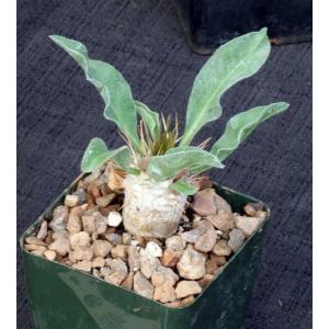 Pachypodium namaquanum 4-inch pots